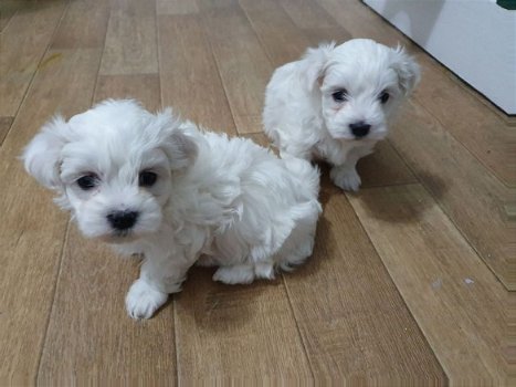 Maltese pups - 1