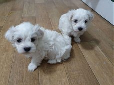 Maltese pups