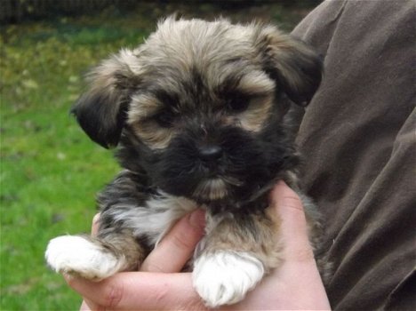 Lhasa Apso-puppy's - 1