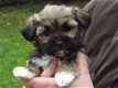 Lhasa Apso-puppy's - 1 - Thumbnail