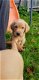 Pure Labrador-puppy's - 1 - Thumbnail
