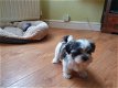 Prachtige Malshi-puppy's - 1 - Thumbnail
