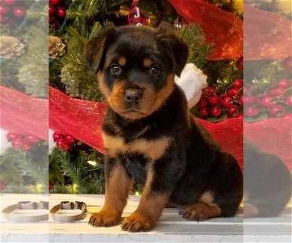 Rottweiler Pups voor adoptie - 1