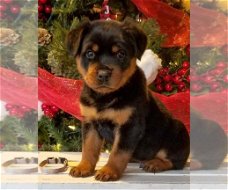 Rottweiler Pups voor adoptie