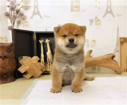 Shiba Inu Puppy Man - 1