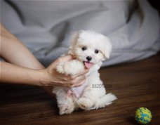 Singapore Mini Maltese puppyjongen!