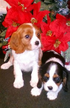 Home Cavalier King Charles - 1