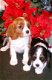 Home Cavalier King Charles - 1 - Thumbnail