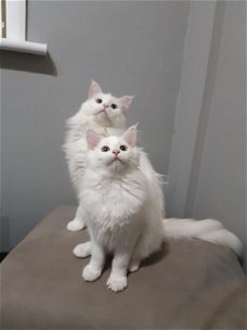 Zuivere witte Mainecoon-kittens en moeder beschikbaar.