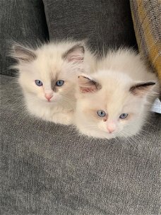 Ragdoll Kittens.