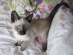 Gorgeous Old Style Pedigree Siamese Kittens - 1 - Thumbnail