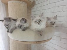 Siberische Neva Masquerade Kittens