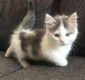 !!! Speelse Bengaalse kittens.....@..,,................... - 2 - Thumbnail