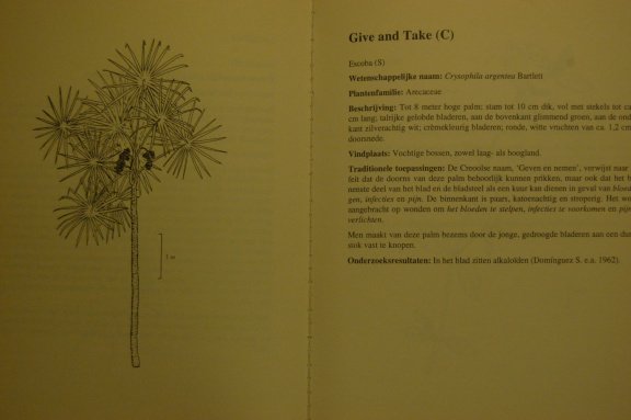 Rainforest Remedies - Afbeelding 2