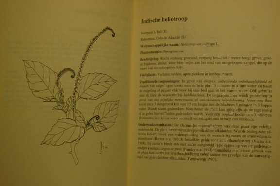 Rainforest Remedies - Afbeelding 3