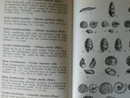 Wat vind ik in de duinen? - Afbeelding 2