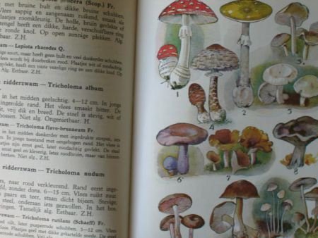 Wat vind ik in de duinen? - Afbeelding 3