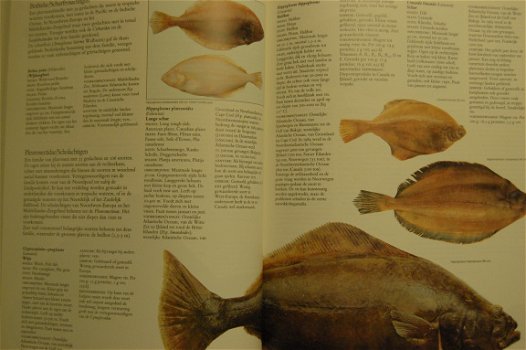 Vis, Schelp- en Schaaldieren - 2