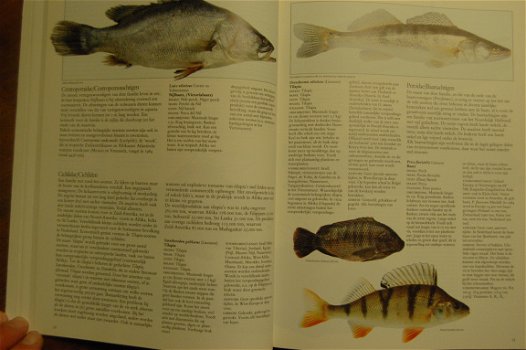 Vis, Schelp- en Schaaldieren - 5