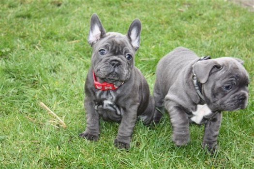 Deze schattige Franse Bulldog-pups - 1