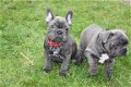 Deze schattige Franse Bulldog-pups - 1 - Thumbnail