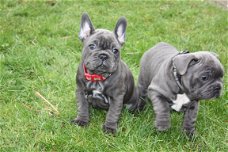 Deze schattige Franse Bulldog-pups