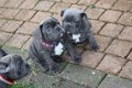 Deze schattige Franse Bulldog-pups - 2 - Thumbnail