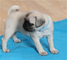 Home opgevoed pug puppies te koop.