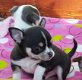 Verbluffende 100% pure, gezonde chihuahua-puppy's! - 1 - Thumbnail