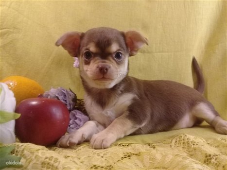 Verbluffende 100% pure, gezonde chihuahua-puppy's! - 2