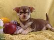 Verbluffende 100% pure, gezonde chihuahua-puppy's! - 2 - Thumbnail