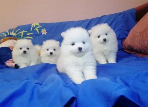 Mooie Pomeranian Pups - 1