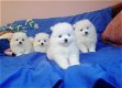Mooie Pomeranian Pups - 1 - Thumbnail