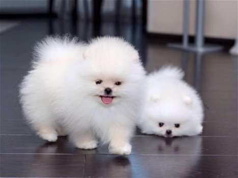Mooie Pomeranian Pups - 2