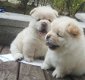 KC heeft prachtige chow chow-puppy's geregistreerd - 2 - Thumbnail