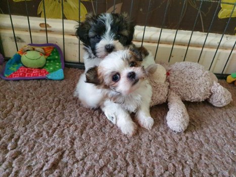 2 prachtige Shih Tzu-puppy's - 1