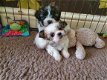 2 prachtige Shih Tzu-puppy's - 1 - Thumbnail