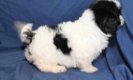 2 prachtige Shih Tzu-puppy's - 2 - Thumbnail