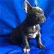 Franse Bulldog Puppies voor adoptie - 1 - Thumbnail