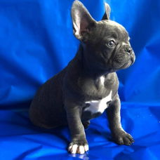 Franse Bulldog Puppies voor adoptie