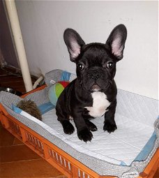 Mooie blauwe en witte Bonte Franse Bulldog-jongen