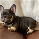 Franse Bulldog Puppies voor adoptie - 1 - Thumbnail