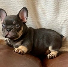 Franse Bulldog Puppies voor adoptie