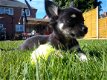 5 chihuahua puppies voor gratis adoptie mis dit niet !!! - 1 - Thumbnail