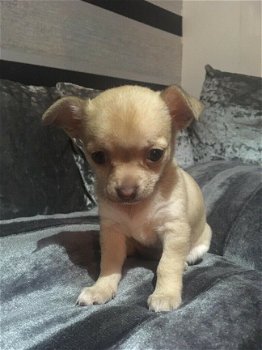 Mooie Chihuahua-puppy's - 1