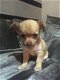 Mooie Chihuahua-puppy's - 1 - Thumbnail