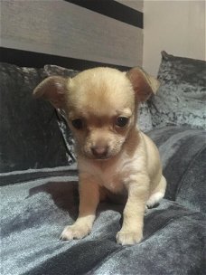 Mooie Chihuahua-puppy's