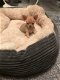 Schattig Chihuahua Puppies! - 1 - Thumbnail