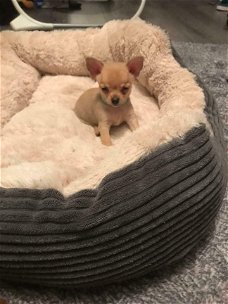 Schattig Chihuahua Puppies!