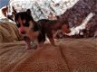 Klassieke Siberische Huskies-puppy's - 1 - Thumbnail